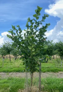 Boom D29 – 2024-07-07