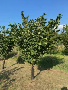 Boom D29 – 2025-08-10