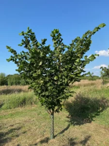 Boom D34 – 2025-08-10
