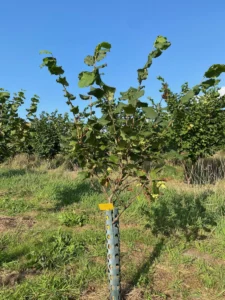 Boom D35 – 2025-08-10