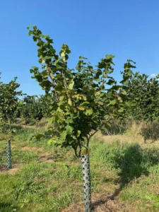Boom D36 – 2025-08-10