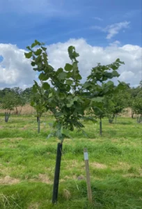 Boom D38 – 2024-07-07