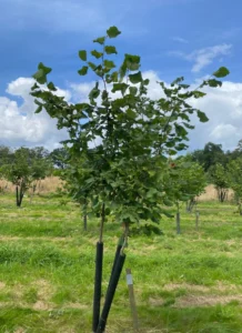 Boom D39 – 2024-07-07