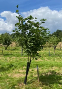 Boom D41 – 2024-07-07