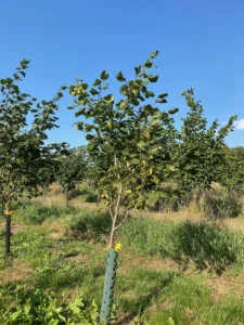 Boom D42 – 2025-08-10