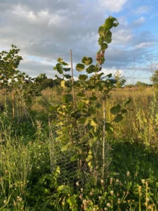 Boom D44 – 2023-07-29