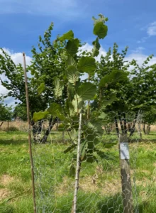 Boom D47 – 2024-07-07