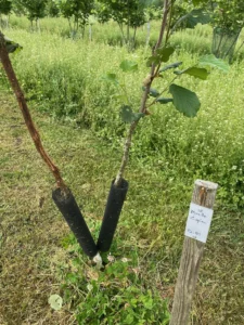Boom D51 – 2023-06-18