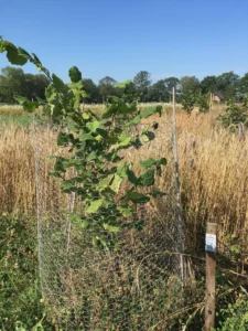 Boom D54 – 2022-07-24