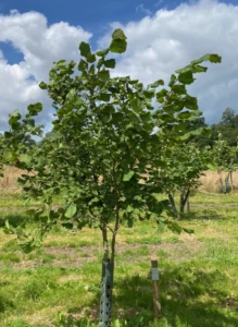 Boom D58 – 2024-07-07