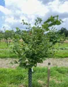 Boom D7 – 2024-07-07
