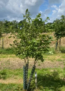 Boom D71 – 2024-07-07