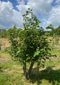 Boom D74 – 2024-07-07
