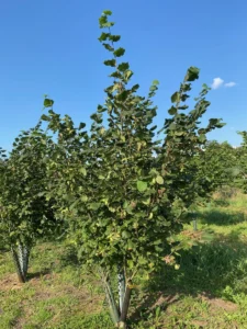 Boom D74 – 2025-08-10