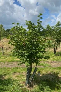 Boom D75 – 2024-07-07