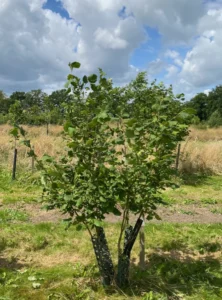 Boom D76 – 2024-07-07