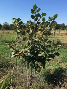Boom D82 – 2022-09-03