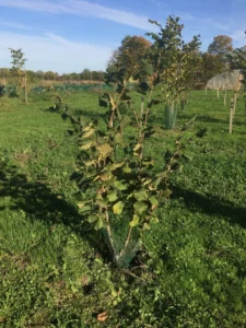 Boom D85 – 2022-10-19