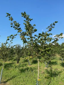 Boom D86 – 2025-08-10