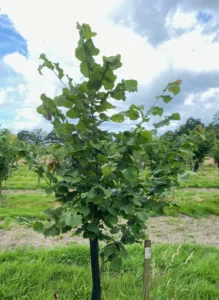 Boom D9 – 2024-07-07