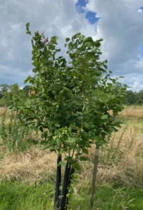 Boom D94 – 2024-07-07