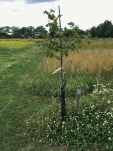 Boom E0 – 2022-07-05