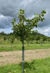 Boom E1 – 2024-07-07