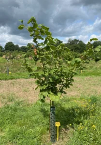 Boom E10 – 2024-07-07
