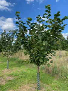 Boom E10 – 2025-07-29