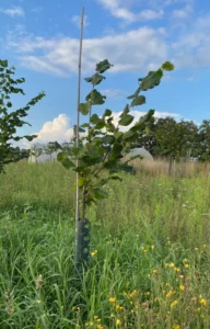 Boom E11 – 2023-07-29