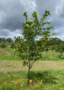 Boom E12 – 2024-07-07