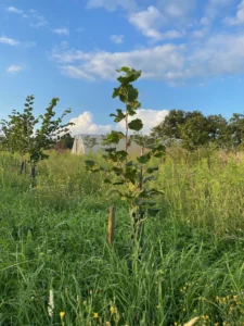 Boom E13 – 2023-07-29