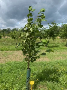 Boom E13 – 2024-07-07