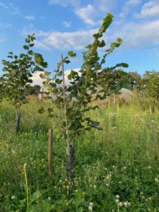 Boom E14 – 2023-07-29