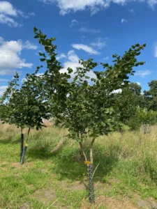 Boom E14 – 2025-07-29