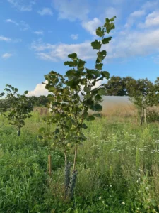 Boom E15 – 2023-07-29