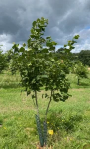 Boom E16 – 2024-07-07