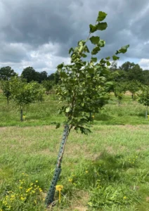 Boom E17 – 2024-07-07