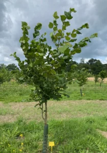 Boom E19 – 2024-07-07