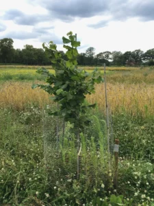 Boom E2 – 2022-07-05