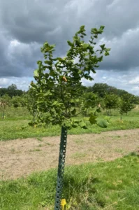 Boom E2 – 2024-07-07