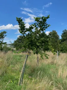 Boom E2 – 2025-07-29