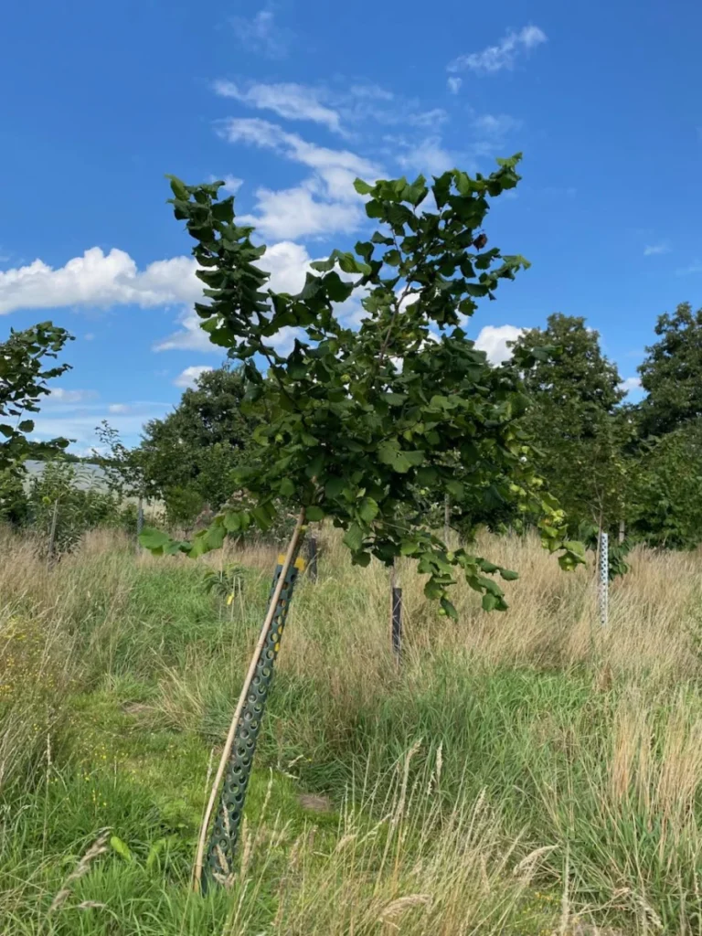 Boom E2 – 2025-07-29