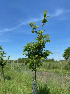 Boom E20 – 2024-05-12