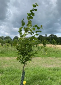 Boom E20 – 2024-07-07