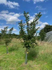 Boom E20 – 2025-07-29