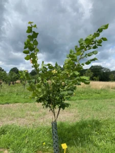 Boom E21 – 2024-07-07