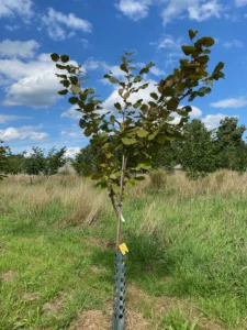 Boom E23 – 2025-07-29