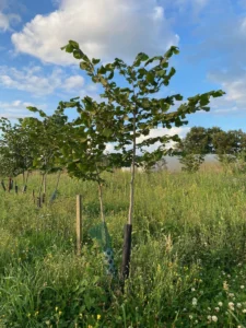 Boom E26 – 2023-07-29