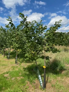 Boom E26 – 2025-07-29